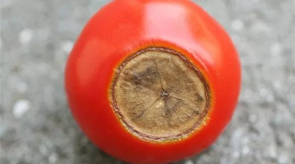 tomatebluetenendfaeule1-800x600.jpg