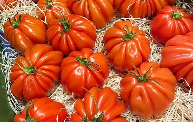 gemüsebautag tomaten.jpg