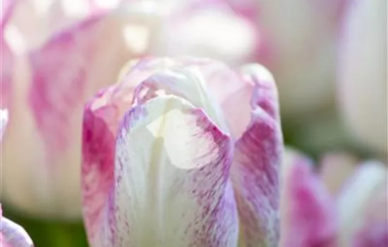 Tulipa 'Toucan'