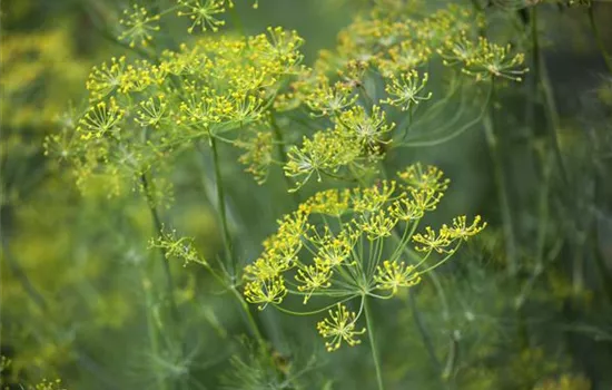 Dill: frische Kräuter im Garten selbst säen