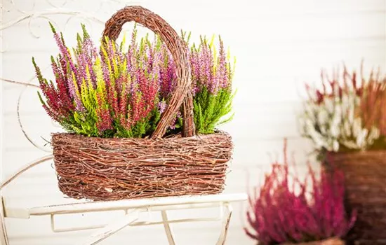 Den Herbst mit Heide und Chrysanthemen auf den Balkon holen