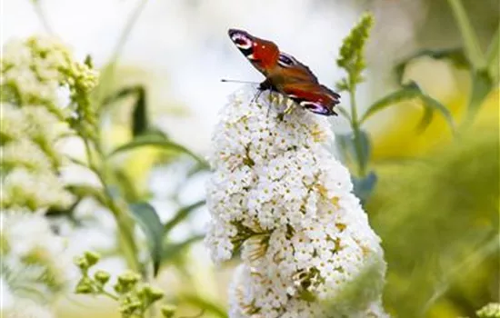 Der Naturgarten: der Ausgleich zum Arbeitsalltag