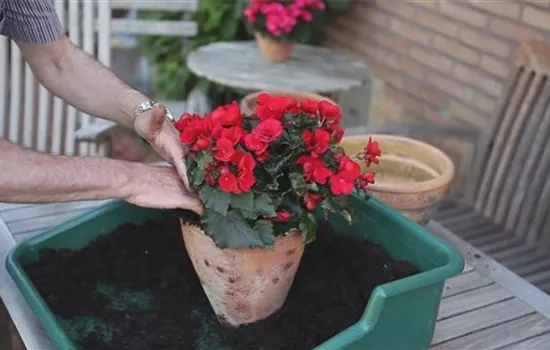 Blumenkübel - Bepflanzen mit Sommerblumen