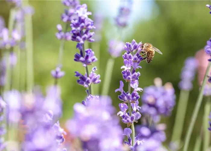 BIENEN- UND SCHMETTER­LINGS­WEIDE