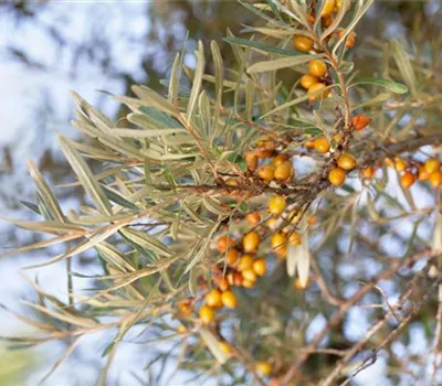 Hippophae rhamnoides