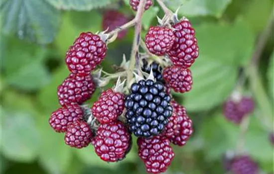 Brombeeren vor Frost schützen