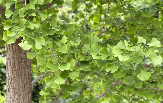 Ginkgo biloba