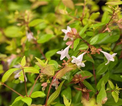 Abelia grandiflora