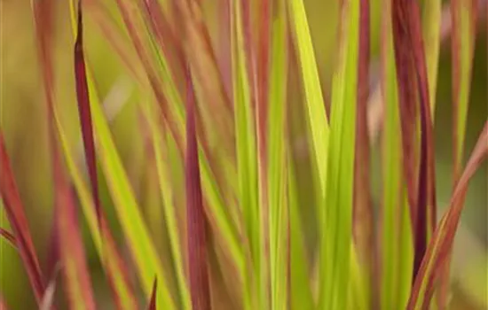 Imperata cylindrica 'Red Baron'