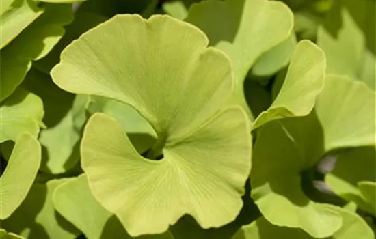 Ginkgo biloba 'Mariken'