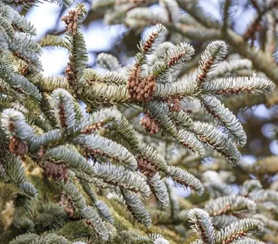 Abies koreana