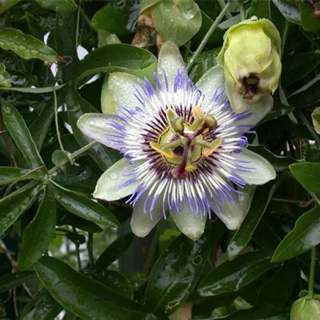 Passiflora caerulea (GS614576.jpg)