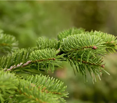 Abies nordmanniana