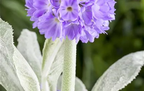 Primula denticulata