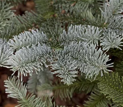 Abies procera