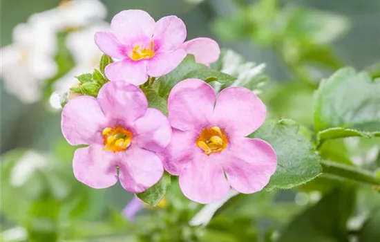 Sutera grandiflora, rosa