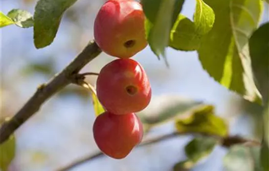 Malus x moerlandsii 'Red Sentinel'