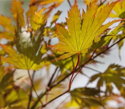 Acer palmatum