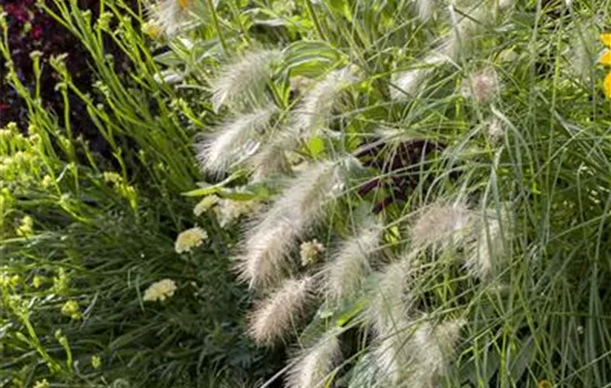 Pennisetum alopecuroides 'Hameln'