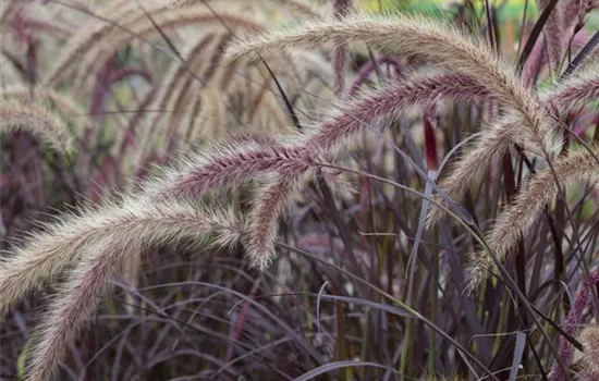 Pennisetum setaceum