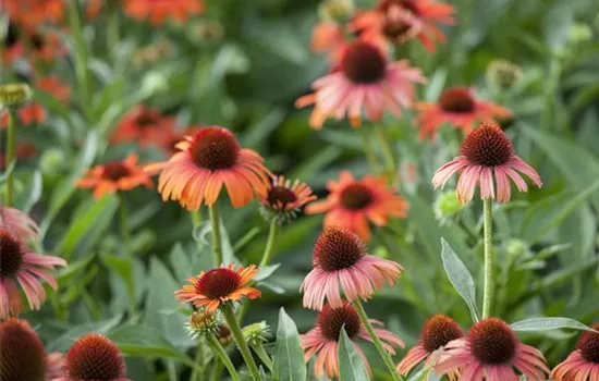 Echinacea purpurea