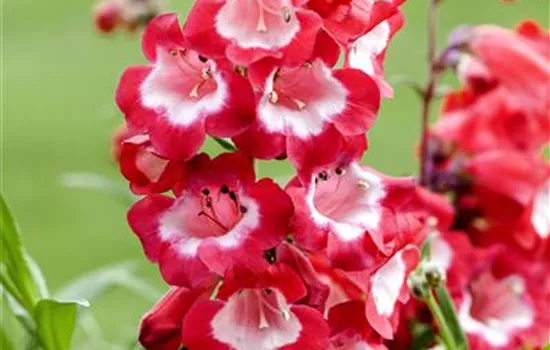 Penstemon barbatus