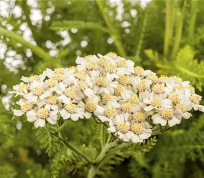 Achillea millefolium