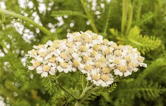 Achillea millefolium