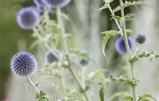 Echinops ritro