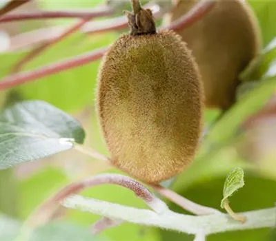 Actinidia chinensis 'Hayward'