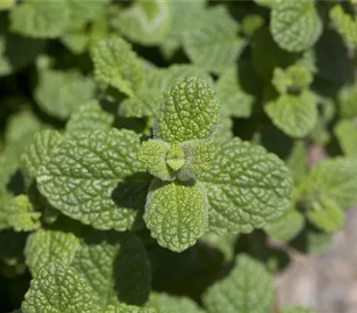 Mentha species