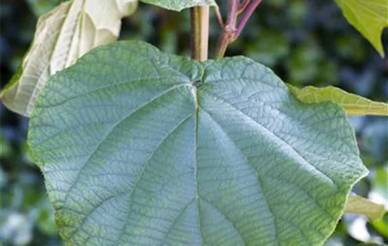 Actinidia chinensis 'Atlas'