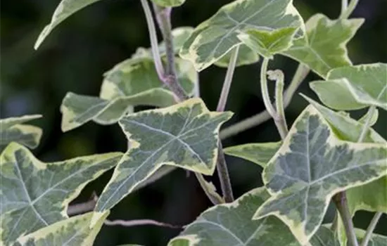 Hedera helix 'Little Diamond'