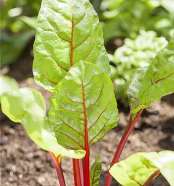 Beta vulgaris var. cicla (GS502169.jpg)