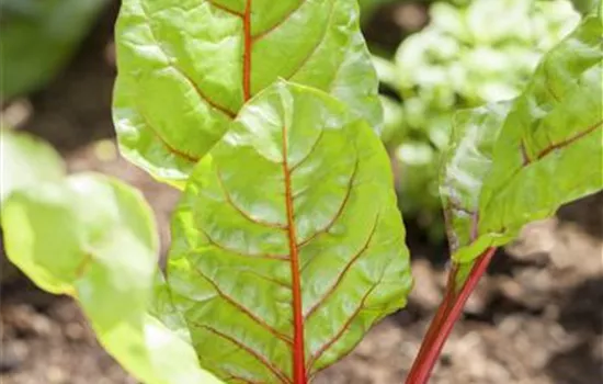 Beta vulgaris var. cicla