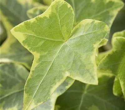 Hedera helix, gelb-grün