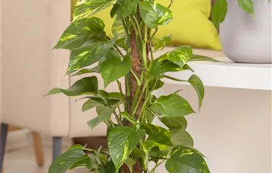 Epipremnum aureum