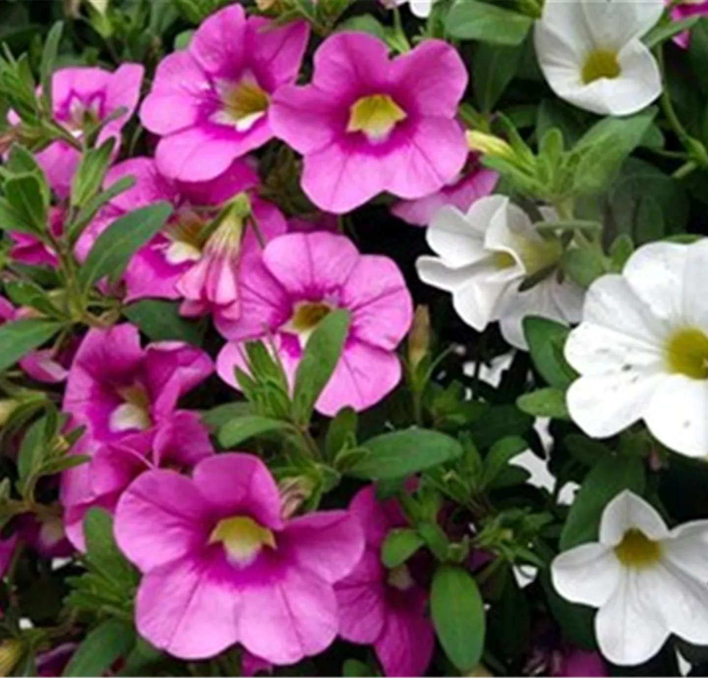 petunia-3406369_1920.jpg