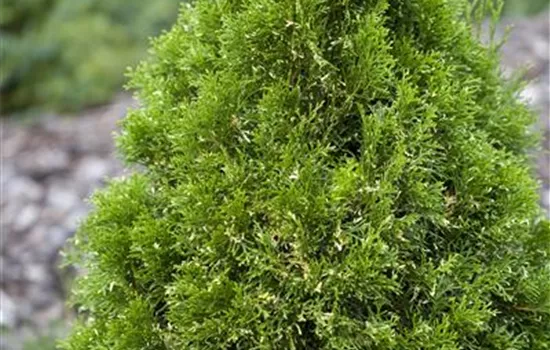 Thuja occidentalis