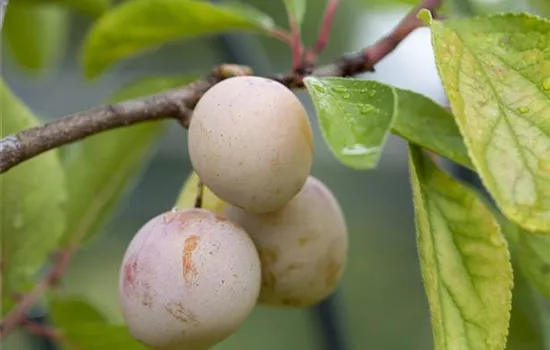 Prunus domestica subsp. syriaca