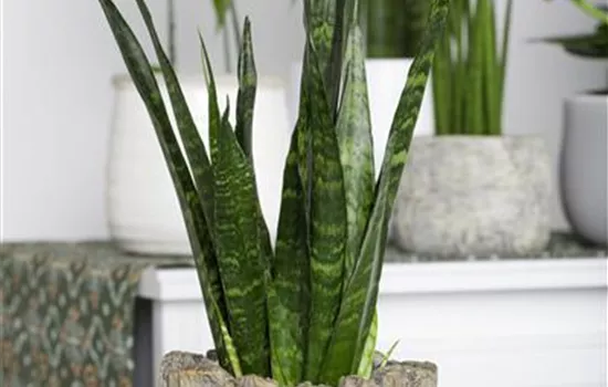 Sansevieria trifasciata