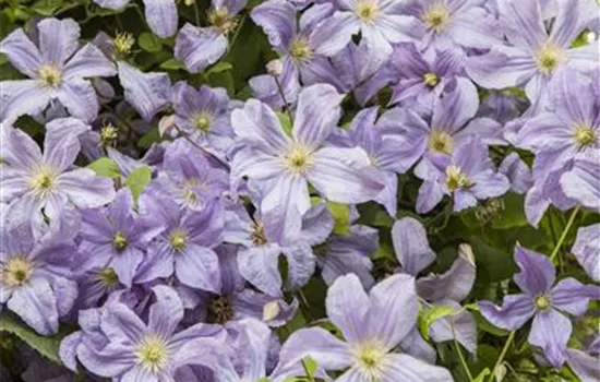 Clematis viticella