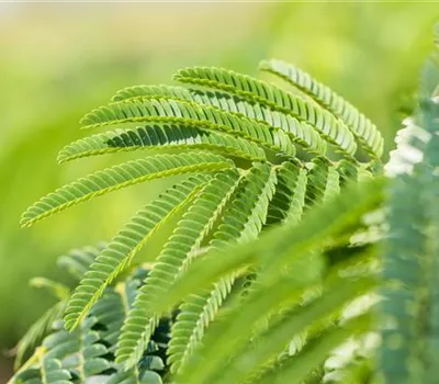 Albizia julibrissin