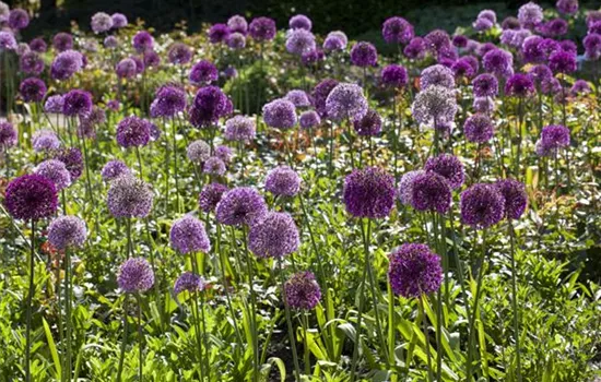 Allium giganteum