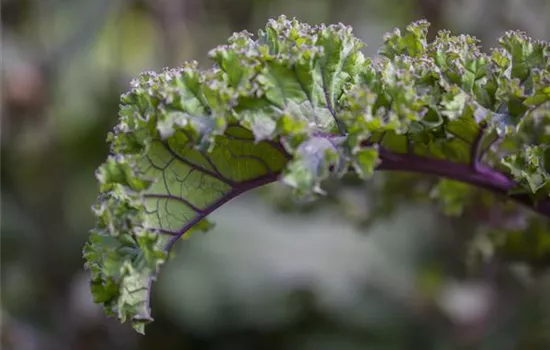 Brassica oleracea var. sabellica