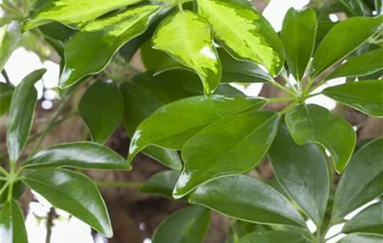 Schefflera arboricola 'Gold Capella'