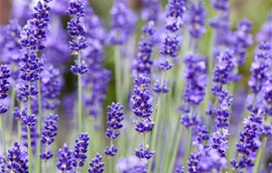 Lavandula angustifolia