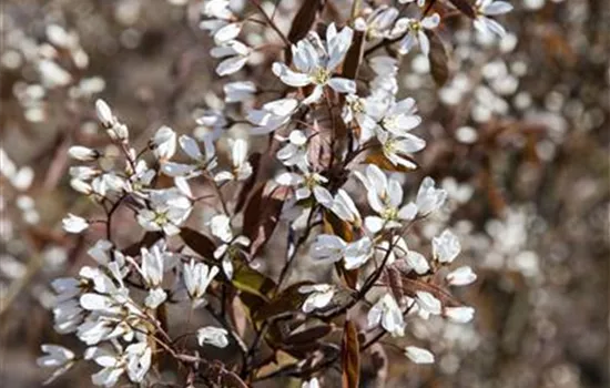 Amelanchier lamarckii 'Rainbow Pillar'®