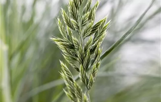 Festuca glauca