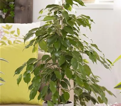 Ficus benjamina